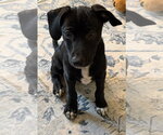 Small #2 Chihuahua Mix