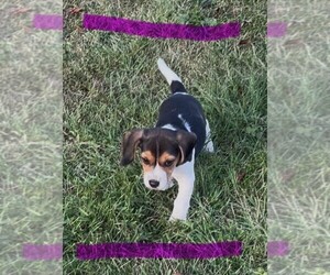 Beagle Puppy for sale in MINERAL POINT, WI, USA