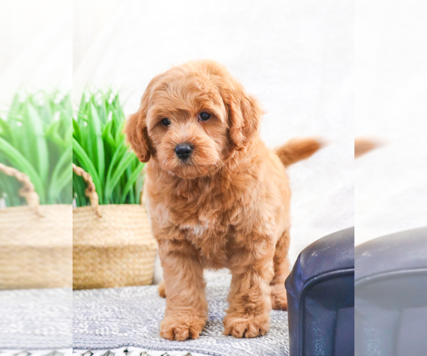 Medium Photo #7 Goldendoodle (Miniature) Puppy For Sale in SYRACUSE, IN, USA
