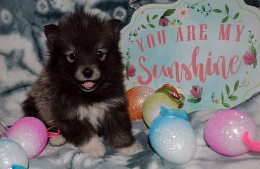 Medium Photo #1 Pomsky Puppy For Sale in MANKATO, MN, USA