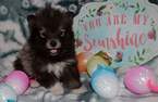 Small Photo #1 Pomsky Puppy For Sale in MANKATO, MN, USA