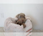 Small Photo #4 Weimaraner Puppy For Sale in HEMET, CA, USA