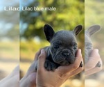 Puppy Mr Grey French Bulldog