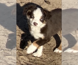 Miniature Australian Shepherd Puppy for sale in FORT MORGAN, CO, USA