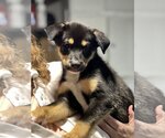 Small Photo #9 Australian Shepherd-Unknown Mix Puppy For Sale in Dana Point, CA, USA