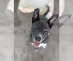 Small #2 American Staffordshire Terrier Mix