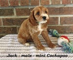 Small #1 Cockapoo