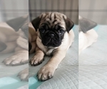 Small #1 Pug