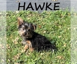 Hawke - Male YorkiePoo Puppy for Sale - Photo #2