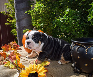 English Bulldog Puppy for sale in SAN JOSE, CA, USA