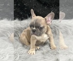Small Photo #10 French Bulldog Puppy For Sale in WEST COLUMBIA, SC, USA