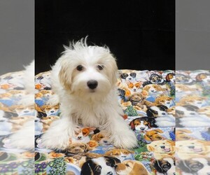 Maltipoo (Miniature) Puppy for sale in PATERSON, NJ, USA