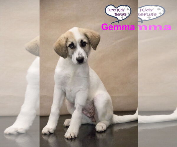 Medium Photo #2 Anatolian Pyrenees Puppy For Sale in Lee's Summit, MO, USA