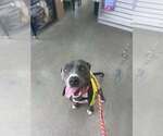 Small #2 American Pit Bull Terrier Mix