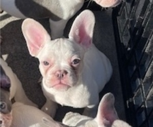 French Bulldog Puppy for sale in ANTIOCH, CA, USA