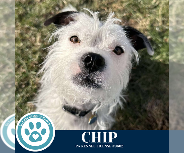 Medium Photo #4 Boston Terrier-Unknown Mix Puppy For Sale in Kimberton, PA, USA