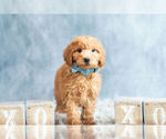 Small #1 Poodle (Toy)