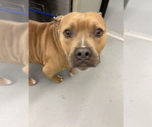 Bulldog Dogs for adoption in Waco, TX, USA