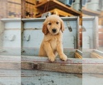 Small #18 Golden Retriever