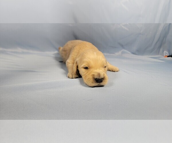 Medium Photo #5 Golden Retriever Puppy For Sale in BLACK FOREST, CO, USA