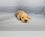 Small #3 Golden Retriever