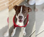 Small #6 Collie Mix