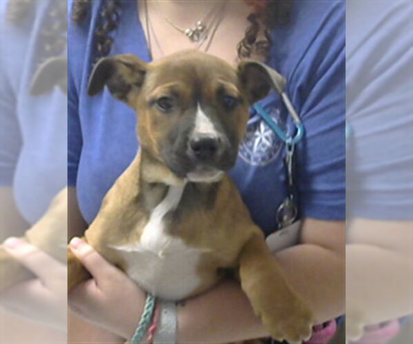 Medium Photo #1 American Pit Bull Terrier-Unknown Mix Puppy For Sale in Pasadena, TX, USA