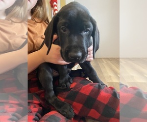 Labrador Retriever Dogs for adoption in IRETON, IA, USA