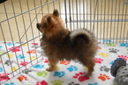 Small #3 Pomeranian