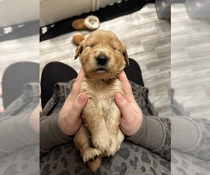 Golden Retriever Puppy for sale in SPOKANE VLY, WA, USA