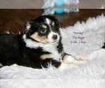Small Photo #7 Aussie-Corgi Puppy For Sale in LIND, WA, USA