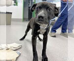 Small #2 Feist Terrier-Labrador Retriever Mix