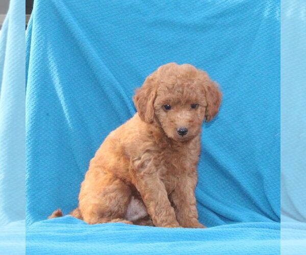 Medium Photo #2 Goldendoodle (Miniature) Puppy For Sale in AIRVILLE, PA, USA