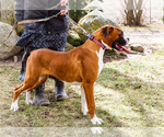 Small #5 Boxer