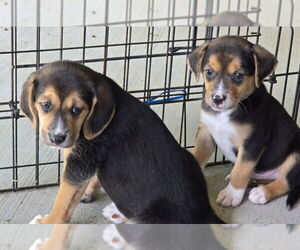 Beagle-Unknown Mix Dogs for adoption in House Springs, MO, USA