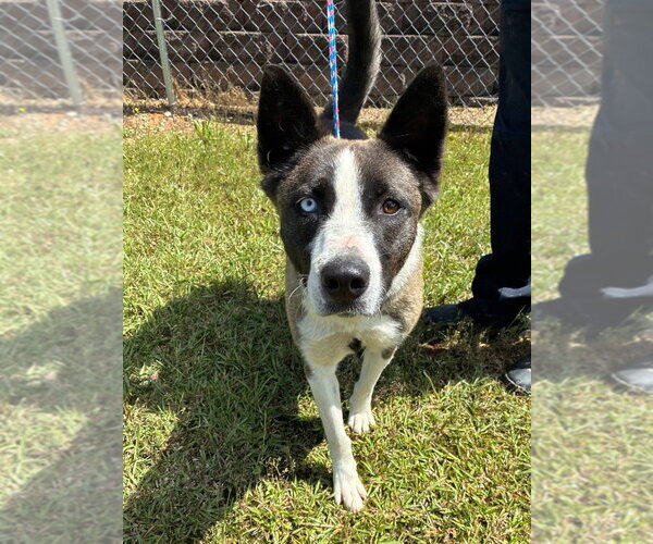 Medium Photo #1 Siberian Husky-Unknown Mix Puppy For Sale in Bryant, AR, USA