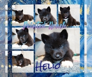 Siberian Husky Puppy for sale in FORT PLAIN, NY, USA