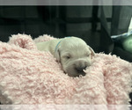 Small Photo #14 English Cream Golden Retriever Puppy For Sale in PINEHURST, TX, USA