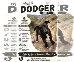 Coonhound-Unknown Mix Dogs for adoption in Golden Valley, AZ, USA