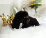 Small Photo #7 Havanese-Poodle (Toy) Mix Puppy For Sale in HOUSTON, TX, USA