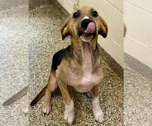 Mutt Dogs for adoption in Hilton Head, SC, USA