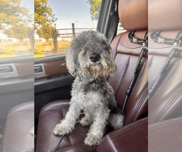 Medium Photo #2 - Mix Puppy For Sale in Oak Bluffs, MA, USA
