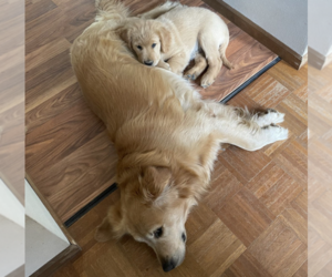 Father of the Golden Retriever puppies born on 11/03/2025