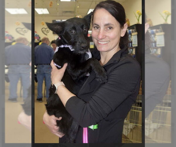 Medium Photo #2 Mutt Puppy For Sale in Mundelein, IL, USA