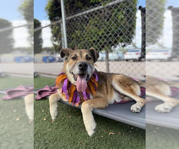 Medium Photo #2 German Shepherd Dog Puppy For Sale in Chula Vista, CA, USA