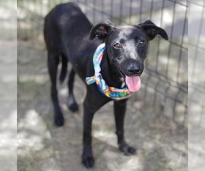 American Staffordshire Terrier-Unknown Mix Dogs for adoption in San Antonio, TX, USA
