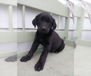 English Cream Golden Retriever-Newfoundland Mix Puppy for sale in SHEBOYGAN FALLS, WI, USA