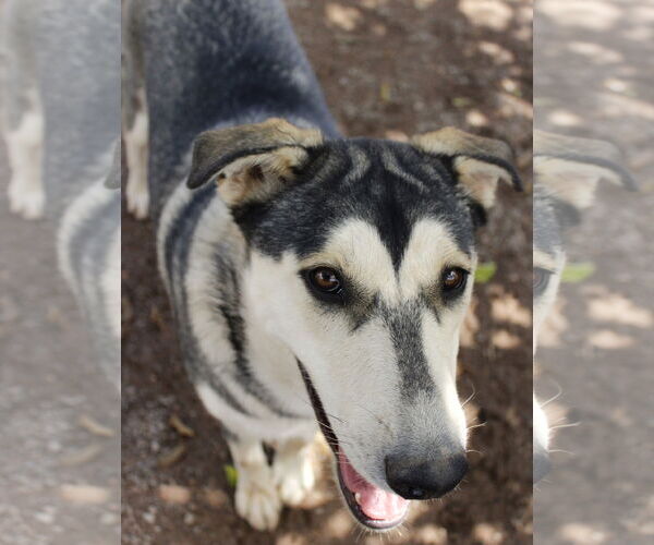 Medium Photo #10 Siberian Husky-Unknown Mix Puppy For Sale in Cedar Crest, NM, USA