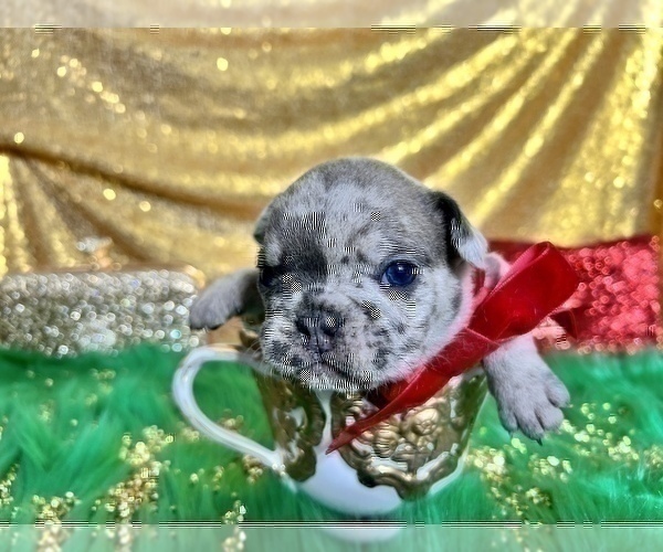 Medium Photo #30 French Bulldog Puppy For Sale in HAYWARD, CA, USA
