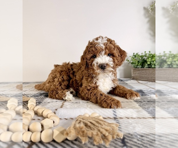 Medium Photo #2 Goldendoodle (Miniature) Puppy For Sale in GREENFIELD, IN, USA